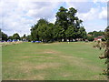 TL1313 : The Baa Lamb Trees on Harpenden Common by Geographer