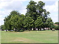 TL1313 : The Baa Lamb Trees on Harpenden Common by Geographer