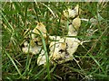 NS3681 : A slime mould - Fuligo septica var. flava by Lairich Rig