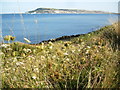 SY6776 : Wild carrots by Portland Harbour by Ivan Hall