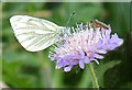 NO6948 : Insects on Flower by Anne Burgess