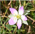 NO7047 : Lesser Sea -spurrey (Spergularia marina) by Anne Burgess