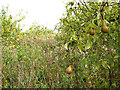 TR0557 : Overgrown pear orchard at Selling by Stephen Craven