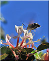 SC1968 : Hummingbird Hawk Moth and Honeysuckle by Andy Stephenson