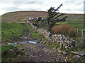 NG1643 : Track, wall and trees at Ramasaig by Richard Dorrell