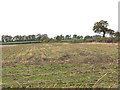 SJ7965 : Stubble in a field off Davenport Lane by Stephen Craven