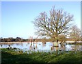 SP2456 : Trees in a flooded field by the Avon by David P Howard