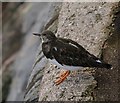 SX8961 : Turnstone, Preston by Derek Harper