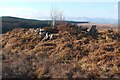 NS4781 : Stockie Muir Chambered Cairn by Lairich Rig