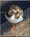 SX8961 : Turnstone, Preston by Derek Harper