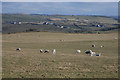 SN5875 : Grazing near Troed-y-foel farm by Nigel Brown