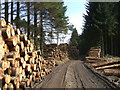 NX7755 : Timber Stacks by Iain Russell