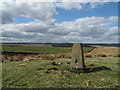  : Trig Point on Hindon Hill by Trevor Littlewood