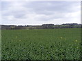 TM3876 : Fields off the B1117 Walpole Road by Geographer