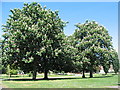 SP3079 : Conker trees by E Gammie