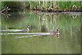 SD9201 : Great Crested Grebes by Bill Boaden