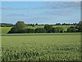 TL5726 : Fields of wheat by John Allan