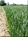 TM3672 : Oat Crop by Geographer