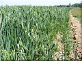 TM3772 : Oat Crop by Geographer