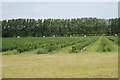 TR2052 : Fruit Field near Cold Harbour Farm  by Oast House Archive