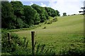  : Field by Little Shell Wood by Tony Atkin