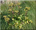 NJ5767 : Scots Lovage (Ligusticum scoticum) by Anne Burgess