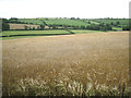 SX7757 : Barley south of Key's Englebourne by Robin Stott