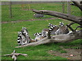 TR2558 : Lemurs at Wingham Wildlife Park by Oast House Archive