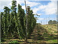 TQ8028 : Hop Field at Hoad's Farm by Oast House Archive