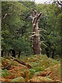 SK6168 : Sherwood Forest Oak by Steve  Fareham