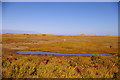 TF9945 : Blakeney Point Nature Reserve, Norfolk by Christine Matthews