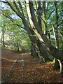 SX7878 : Templer Way in Yarner Wood by Derek Harper