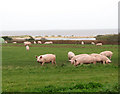 TM5180 : Free range pigs above Covehithe Broad by Evelyn Simak