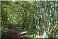 TQ5136 : Coppiced trees by the Forest Way by N Chadwick