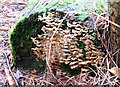 SJ5571 : Fungus on the log by Jonathan Kington