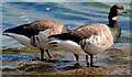 J3581 : Geese, Belfast Lough by Albert Bridge