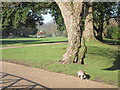 TQ8110 : Squirrel at Alexandra Park by Oast House Archive