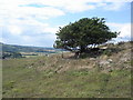 TQ4210 : Bush with sheep on Malling Hill by Ian Hawfinch