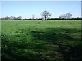  : Farmland, Old Hall Farm by JThomas