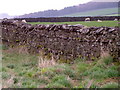 SE0899 : Drystone wall near Marrick by Maigheach-gheal