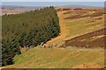 NY8645 : Climb up Shorngate Cross by Mick Garratt