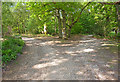 SU3100 : Tracks Junction in Roydon Woods by Mike Smith