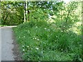 SJ9594 : Dandelion clocks by Gerald England