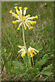 NO4351 : Cowslip (Primula veris) by Anne Burgess