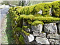 NY9903 : Moss covered wall, Langthwaite by Maigheach-gheal