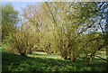 TQ3650 : Coppiced trees by The Greensand Way by N Chadwick