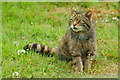 TQ3643 : 'Lex' at the British Wildlife Centre, Newchapel, Surrey by Peter Trimming