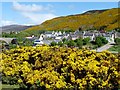 ND0215 : Gorse in profusion, Helmsdale by Robin Drayton