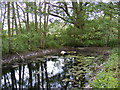 TM3156 : Pond off the A12 Wickham Market Bypass by Geographer