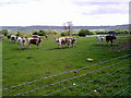 NZ1254 : Longhorn Cattle at Medomsley by Robert Graham